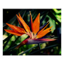 Zoek naar paradijsvogel posters Floreel