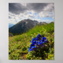 Zoek naar gentiaan posters Bloem