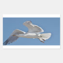 Zoek naar zeemeeuw stickers Natuur