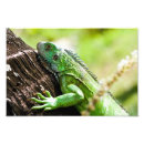 Zoek naar groene leguaan posters Reptiel