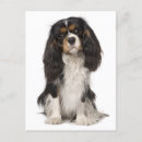 Zoek naar cavalier briefkaarten Cavalier koning charles spaniel