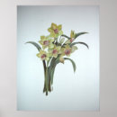 Zoek naar lente posters Narcissen