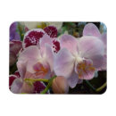 Zoek naar orchideeën magneten Tropisch