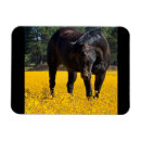 Zoek naar gele bloemen magneten Voor iedereen