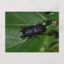 Zoek naar kevers briefkaarten Coleoptera