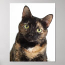 Zoek naar schildpad kat posters Tortie