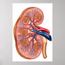 Zoek naar interne anatomie posters Kleurenbeeld