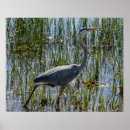 Zoek naar reiger vogel posters Grote blauwe reiger