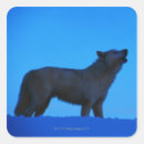 Zoek naar witte wolf stickers Slingeren