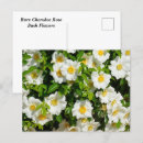 Zoek naar zeldzame briefkaarten Natuur