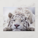 Zoek naar witte tijgers briefkaarten Siberische tijger