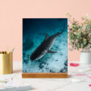 Zoek naar onderwater fotografie Haai