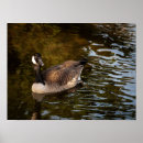 Zoek naar watervogels kunst Fotografie