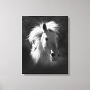 Zoek naar zwarte paarden kunst Fotografie