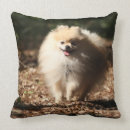 Zoek naar spitz kussens Loulou