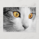 Zoek naar grijze kat briefkaarten Kattenliefhebber