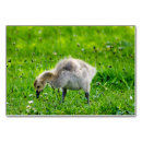 Zoek naar dieren tafelkaarten Schattig