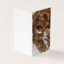 Zoek naar cockapoo kaarten Doodle