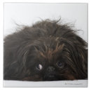 Zoek naar shot tegels Volledige lengte