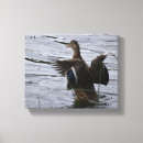 Zoek naar eend kunst Watervogels