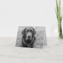 Zoek naar chocolade labrador retriever kaarten Hond