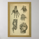 Zoek naar hand anatomie kunst Medisch