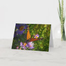 Zoek naar monarch vlinder kaarten Fotografie