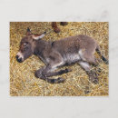Zoek naar ezels briefkaarten Baby