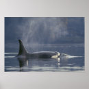 Zoek naar orka posters Dieren in het wild