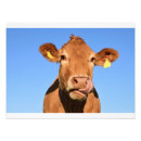 Zoek naar koe hoofd posters Schattig