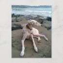 Zoek naar italiaanse windhond kaarten Liefde