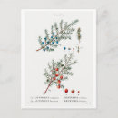 Zoek naar redouté briefkaarten Botanisch