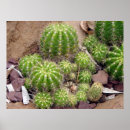Zoek naar cactaceae posters Cactus