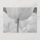 Zoek naar keukenhof tuinen briefkaarten Nederland
