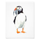 Zoek naar papegaaiduiker posters Aquarel
