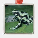 Zoek naar frog ornamenten Schattig
