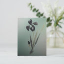 Zoek naar japanse iris briefkaarten Vintage