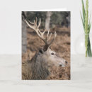 Zoek naar reserve kaarten Danita delimont