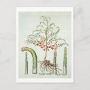 Zoek naar asperges posters School