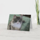 Zoek naar siberische kat kaarten Katten