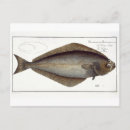 Zoek naar marine life briefkaarten 1743 1805