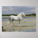 Zoek naar ruiter posters Foto
