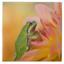 Zoek naar groene kikker tegels Dier