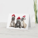 Zoek naar franse buldog kaarten Portret