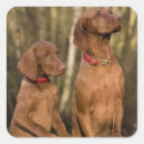 Zoek naar vizsla hond stickers Weimarant