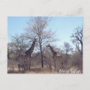 Zoek naar safari briefkaarten Vakantie