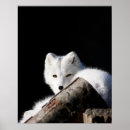 Zoek naar vos sneeuw posters Polair