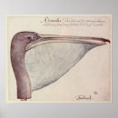 Zoek naar pelican kunst Waterverf