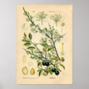 Zoek naar botanische druk posters Fruit