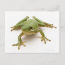 Zoek naar groene boomkikker posters Goud